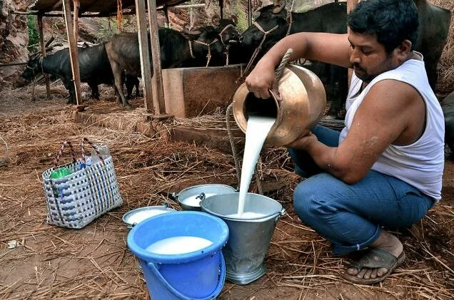 Dairy farming