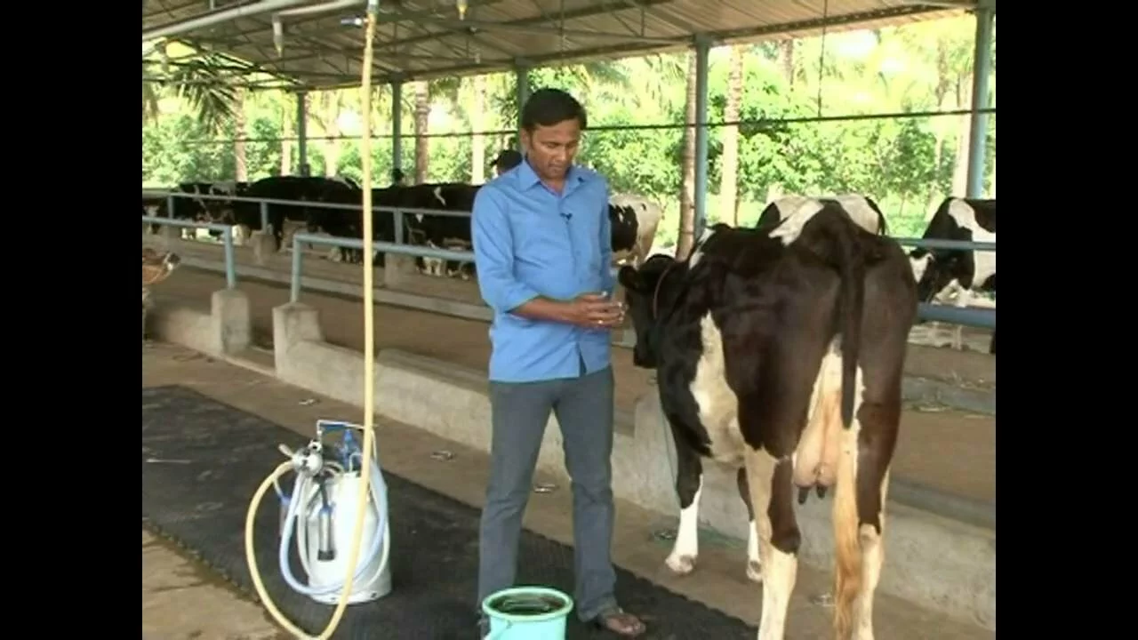 Dairy Farming