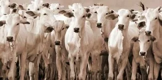 Cattle farming in India