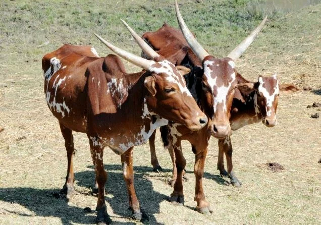 Bargur Cattle