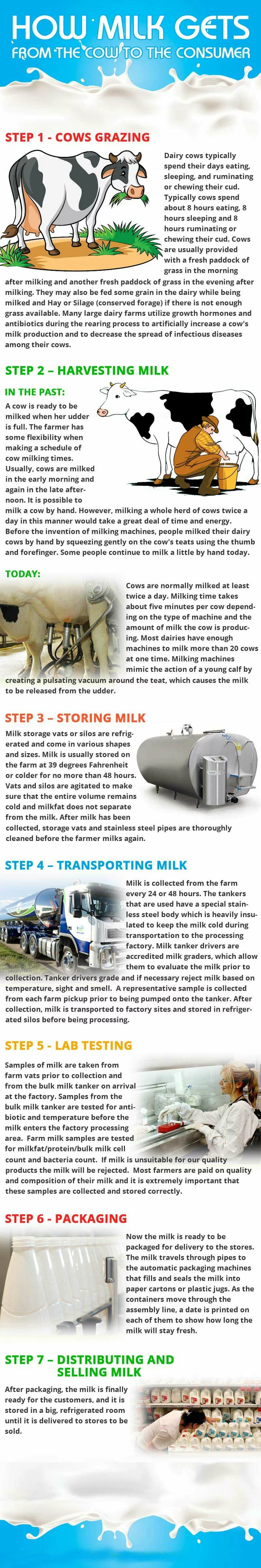 How milk gets from the cow to the consumer