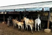 Dairy hingonia-cows